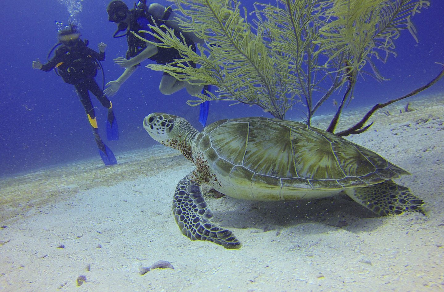 turtle sitting at bottom of sea in mexico with scuba divers in background