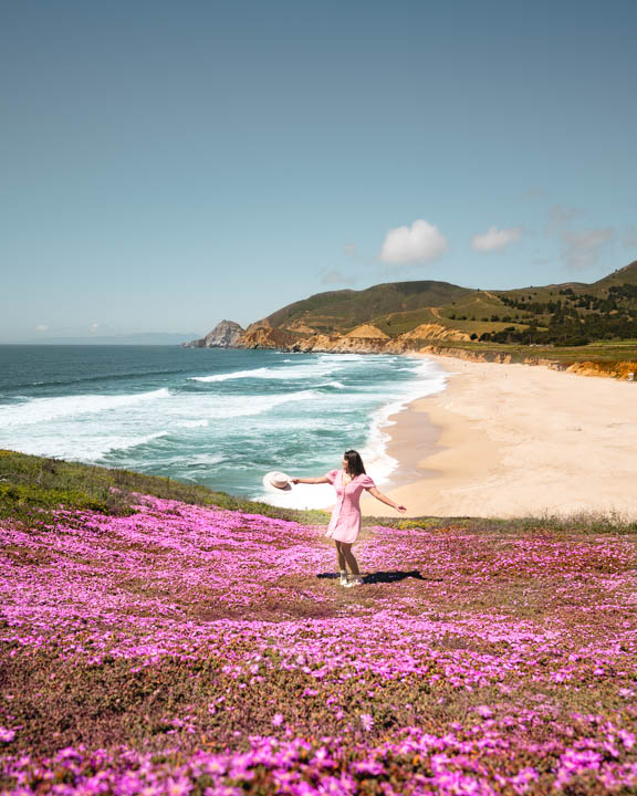 how to get to pink flowers magic carpet in montara california wewanderlust.co