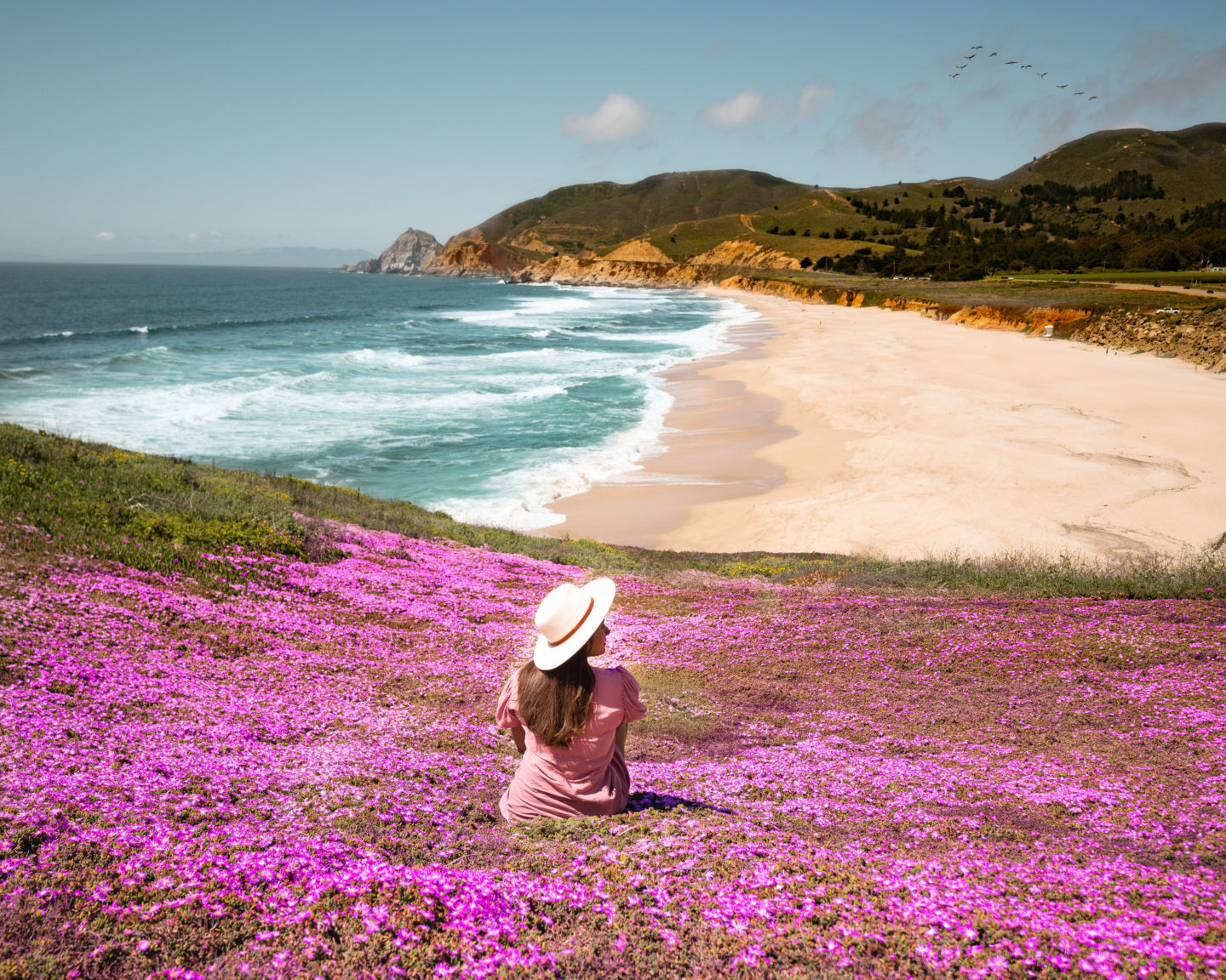 pink flowers magic carpet montara state beach wewanderlust.co shafeen shaheed