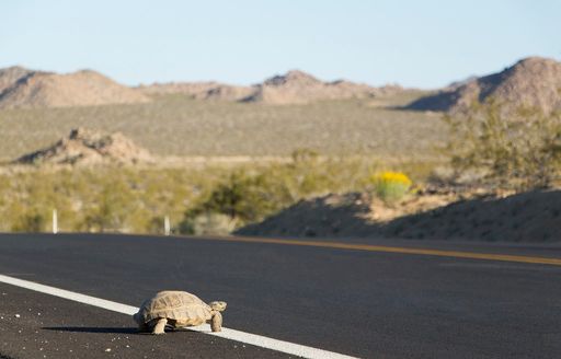 desert tortoise crossing road wewanderlust.co