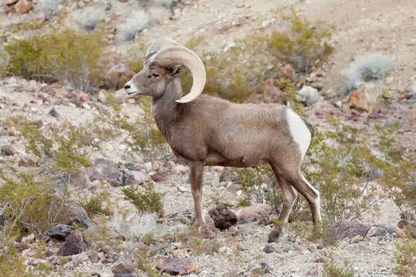 desert bighorn sheep joshua tree national park wewanderlust.co