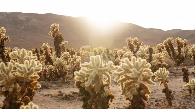 cholla cactus garden in joshua tree national park by wewanderlust.co