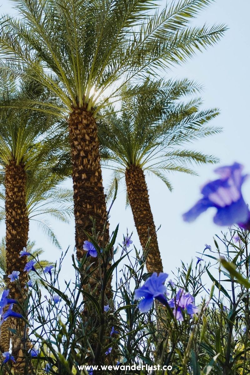 shields date garden palm springs best things to do in palm springs