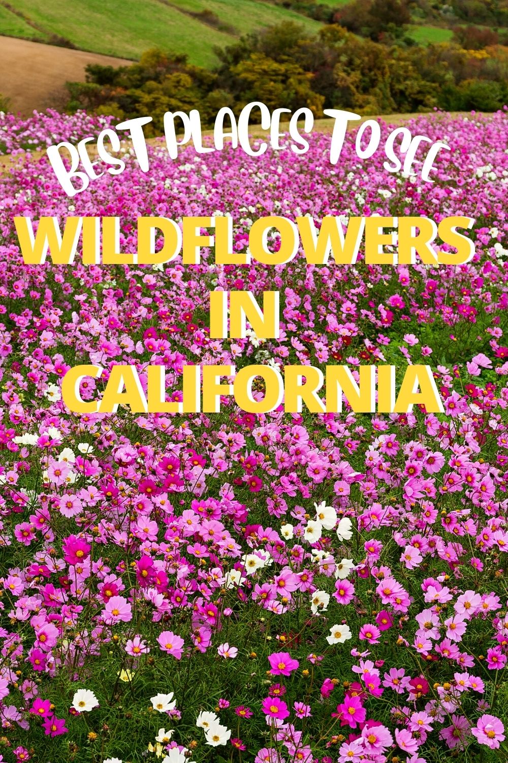 best places to see wildflowers in california in 2022