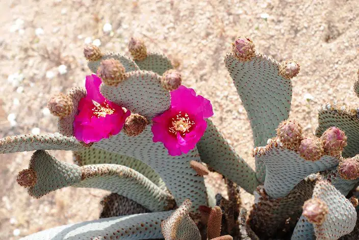 cactus blooms in joshua tree