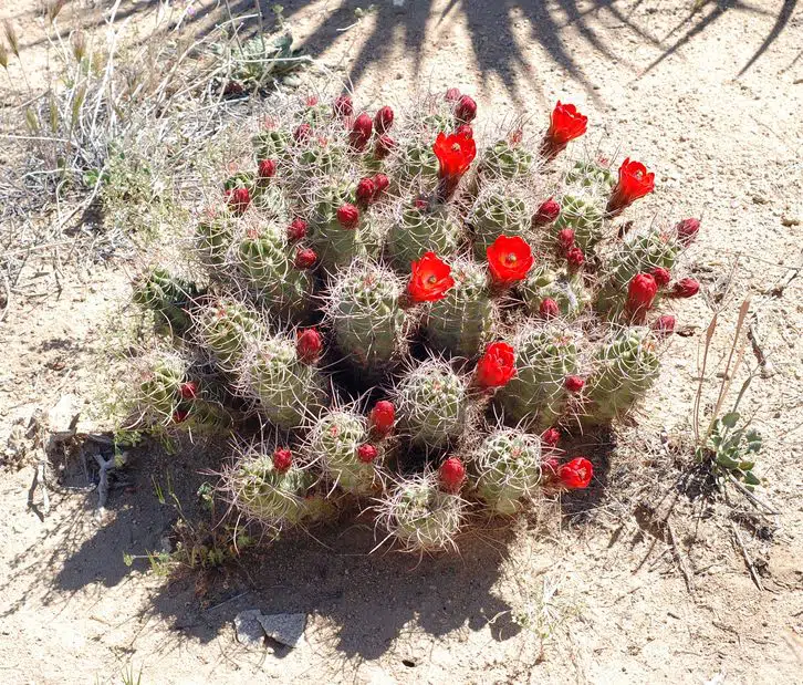 best places to see wildflowers in california in 2022 wewanderlust.co