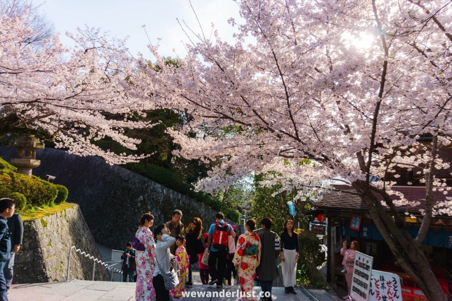 people viewing cherry blossoms in japan
hanami season wewanderlust.co