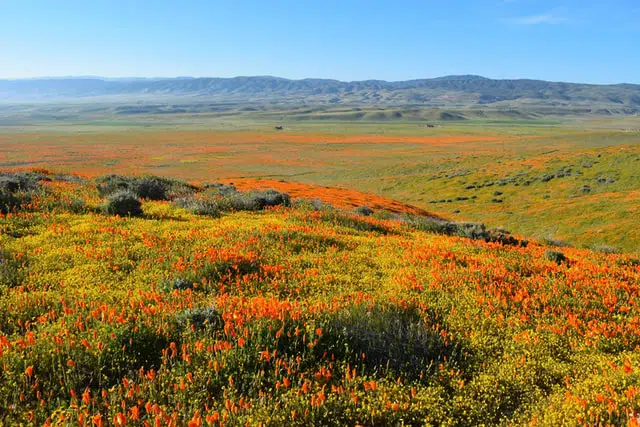 antelope valley california poppy reserve one of the best places to see wildflowers in california wewanderlust.co