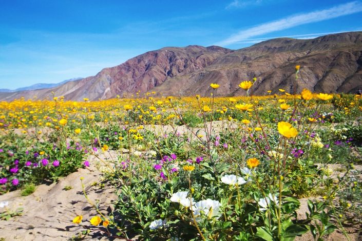best places to see wildflowers in California in 2022 wewanderlust.co