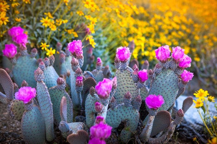 anza borrego state park best places to see wildflowers in california in 2022