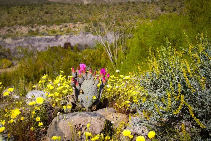 anza borrego state park from wewanderust.co blog