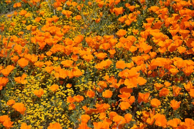 superbloom in southern california on wewanderlust.co blog