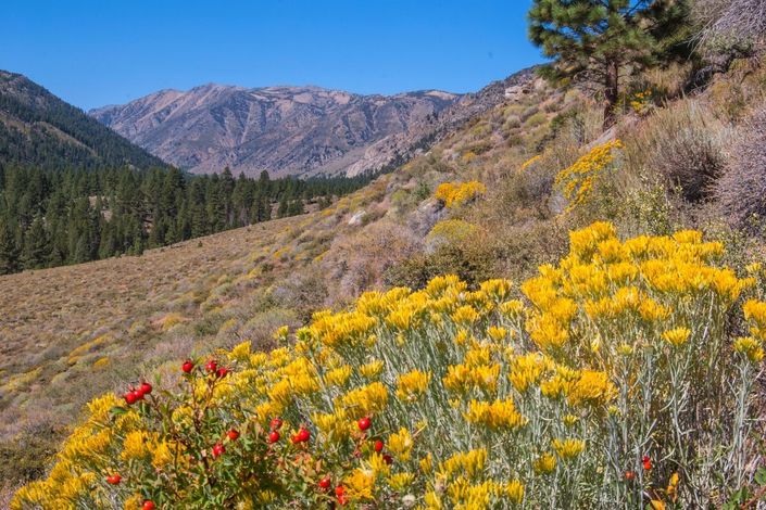 best places to see wildflowers in california in 2022 eastern sierras 