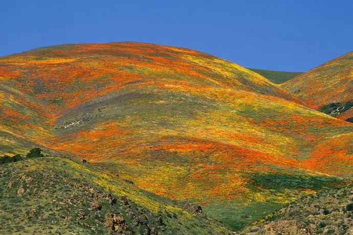 gorman hills flower fields on wewanderlust.co blog
