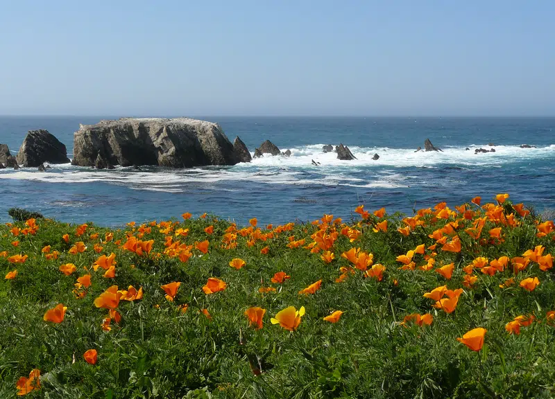 California poppies at Point Buchon on wewanderlust.co