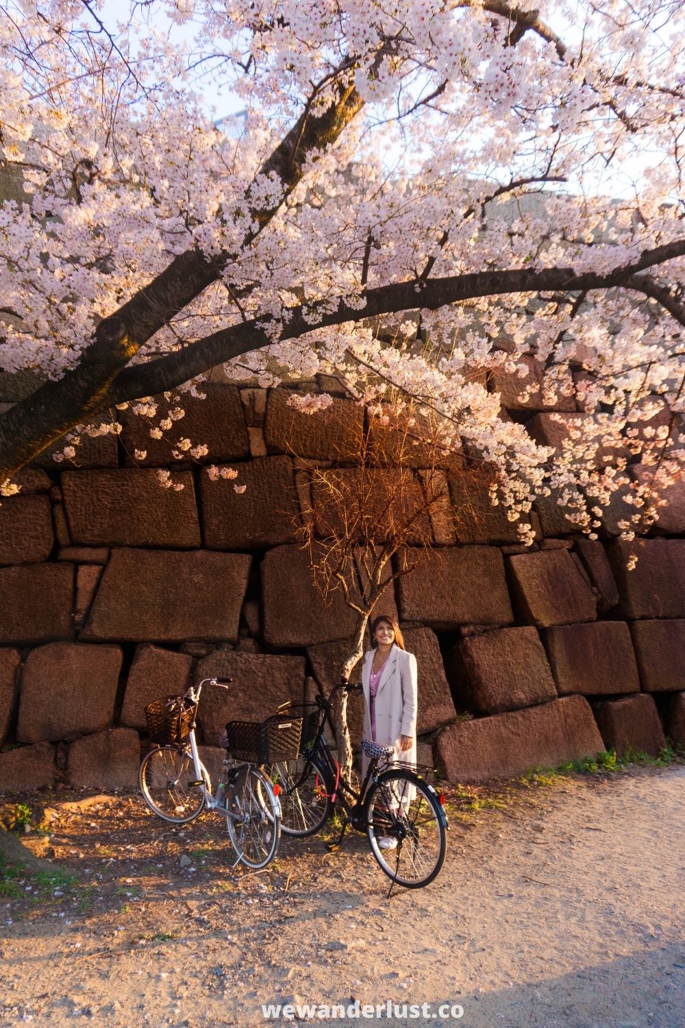 woman standing under cherry blossom tree in japan