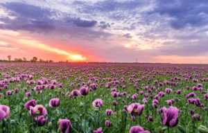 Best Places To See Wildflowers in California in 2024