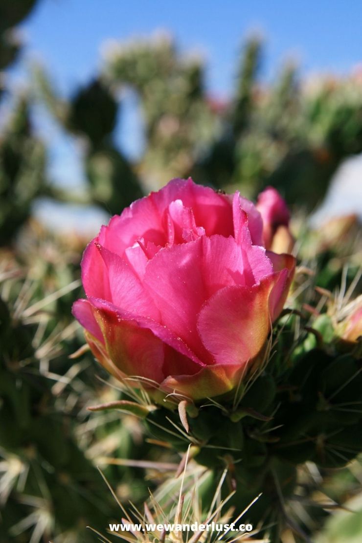 A Guide to Visiting the Cholla Cactus Garden in Joshua Tree National Park