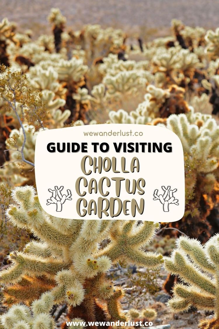 guide to visiting cholla cactus garden in Joshua tree national park wewanderlust.co