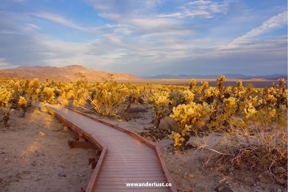 Your Best Guide to Visiting the Cholla Cactus Garden in Joshua Tree National Park