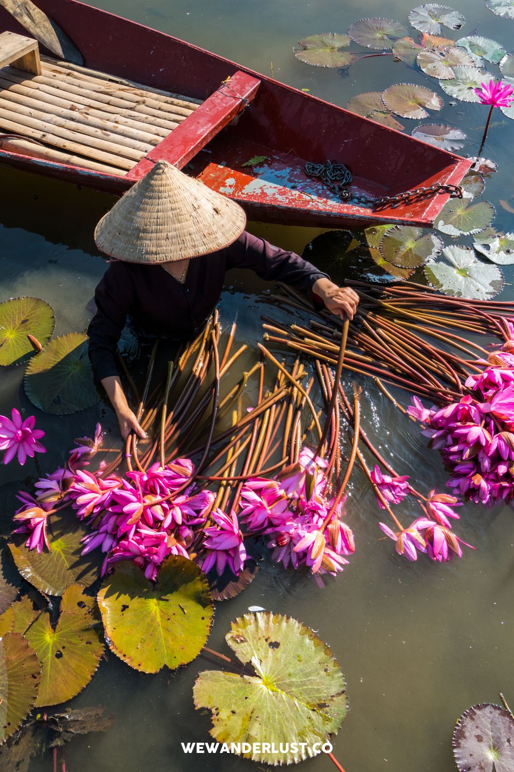 woman with water lillies in ninh binh vietnam