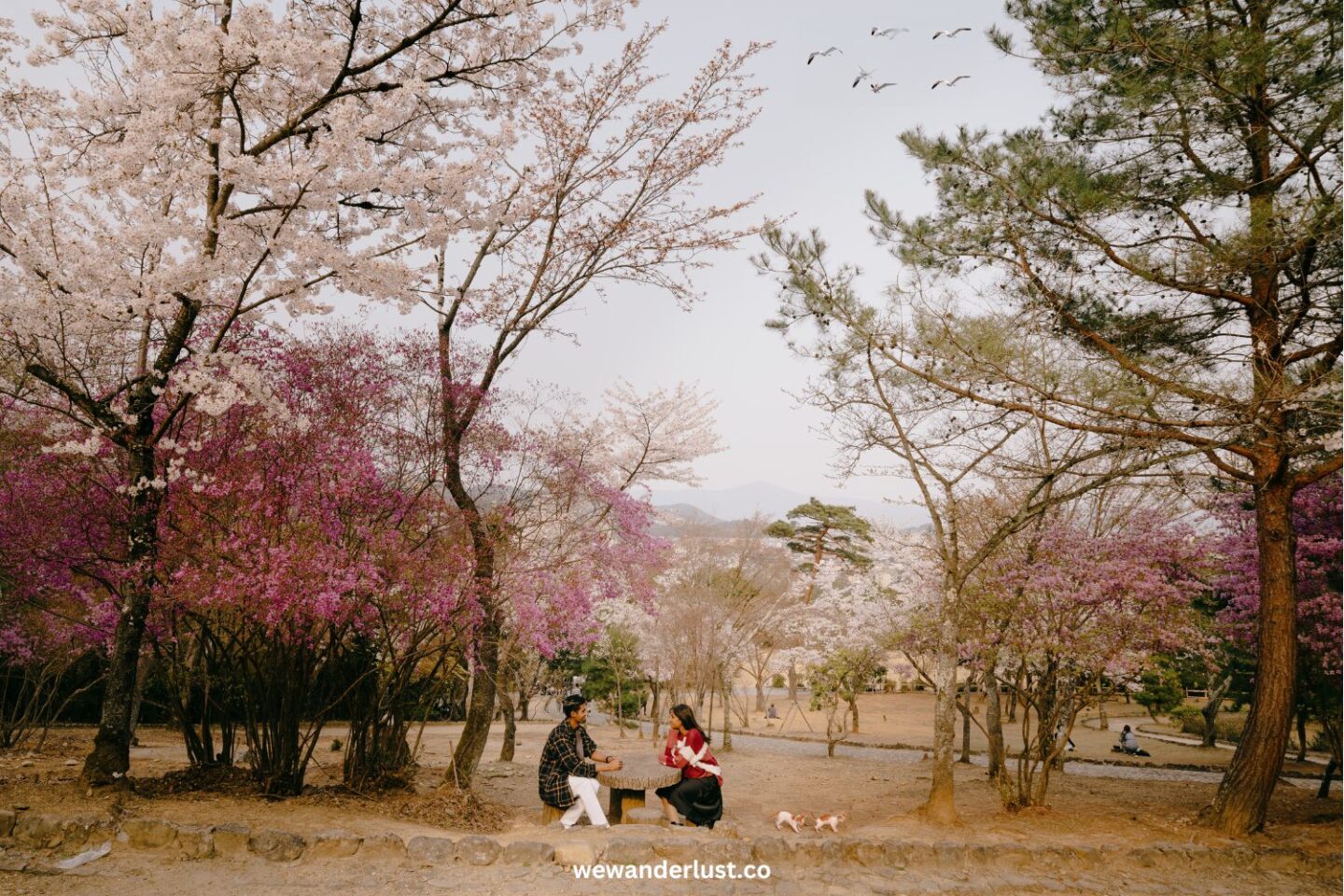 3 days in kyoto, japan couple sitting under cherry blossom trees
