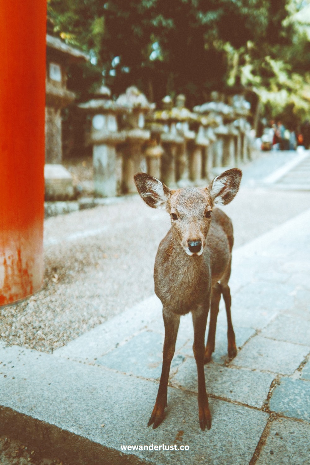 free-roaming deer at nara park in japan