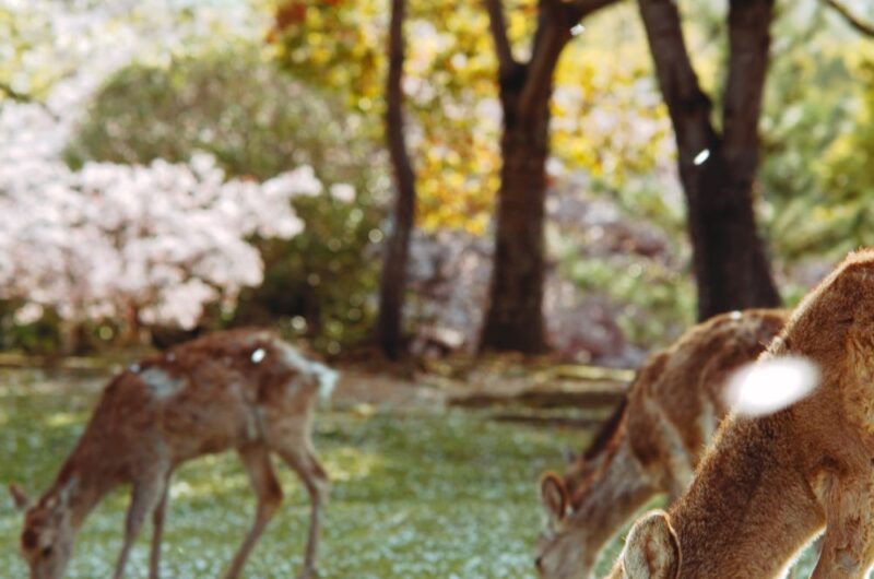deer in nara japan