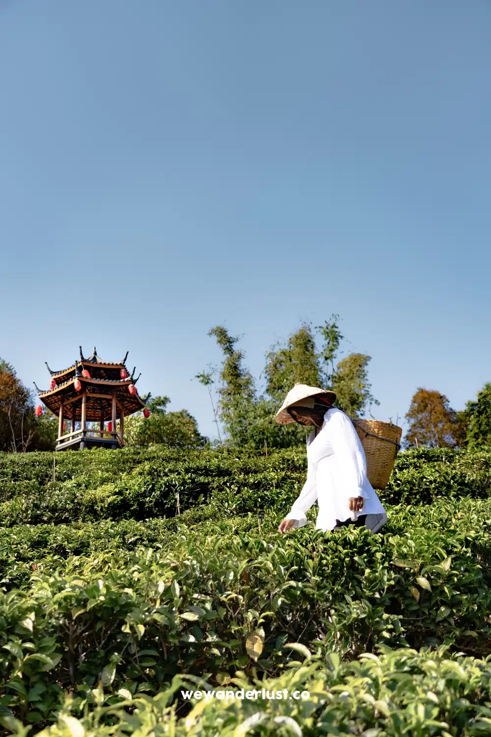 woman-picking-tea-leaves-wewanderlust.co_