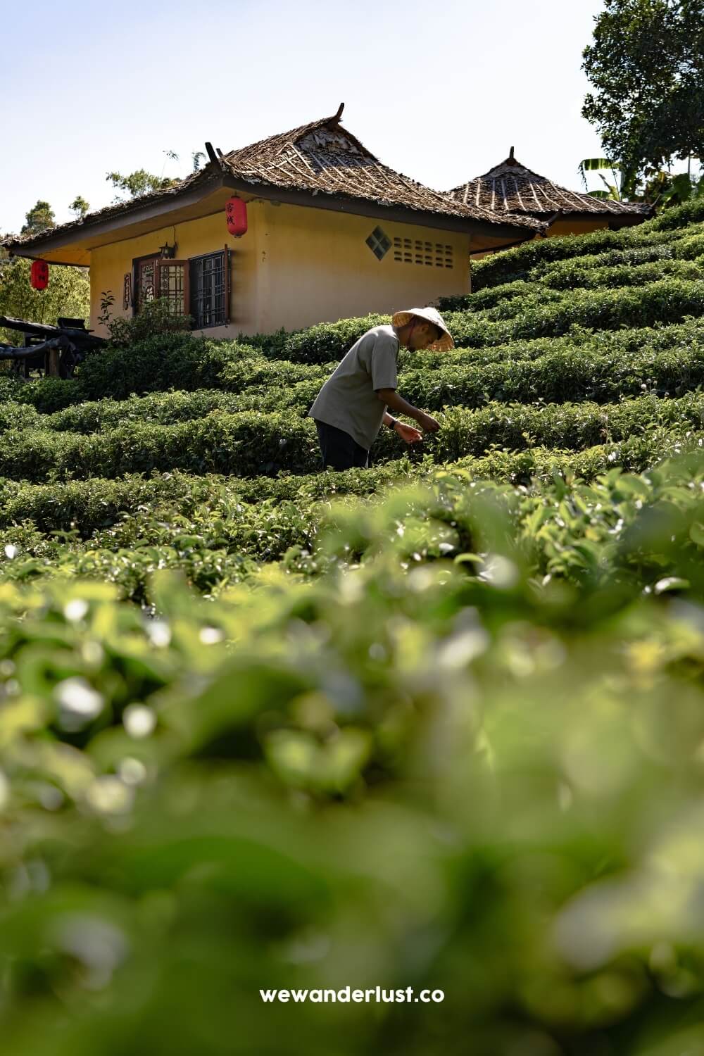 man picking tea leaves at ban rak thai lee wine resort 
