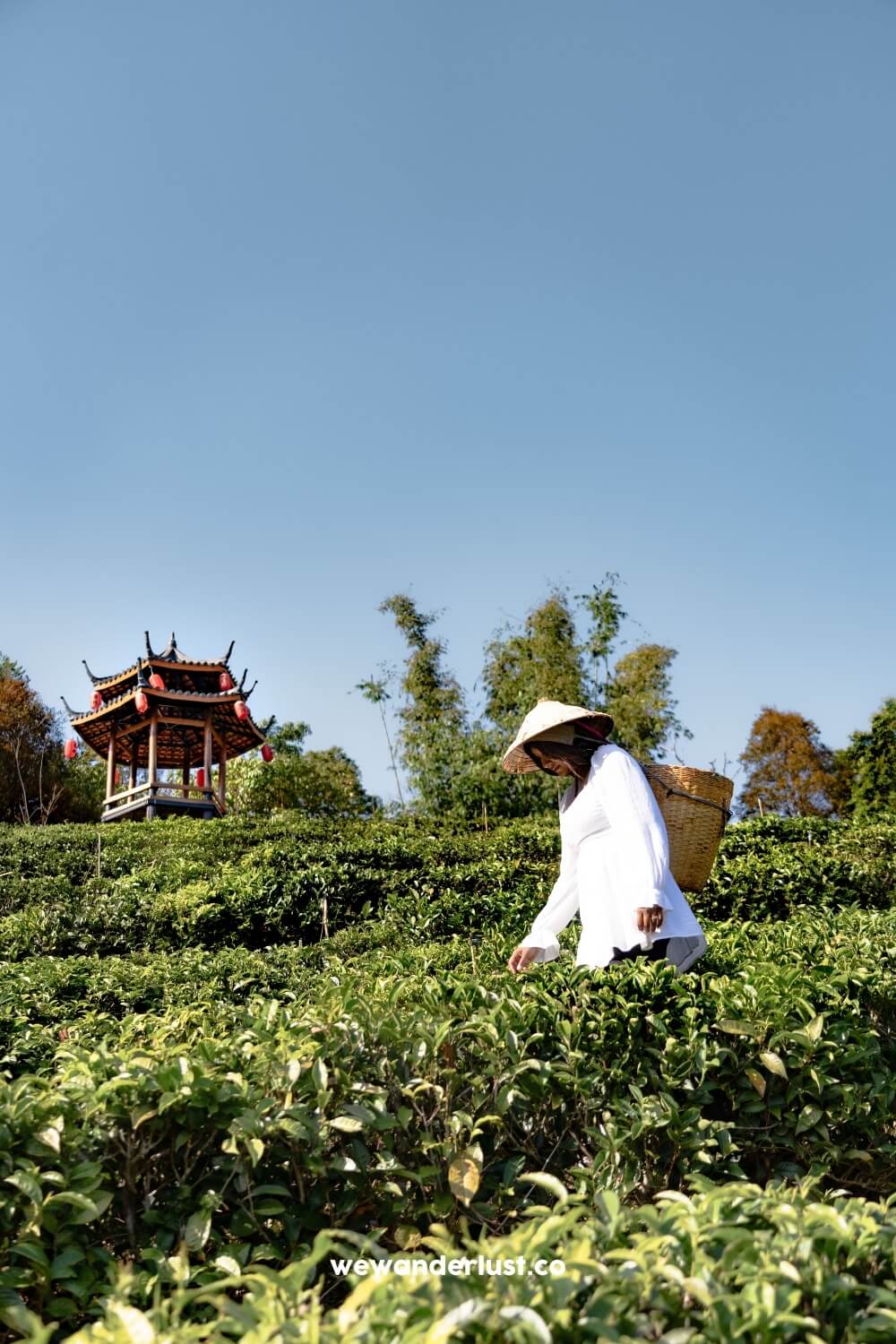 woman picking tea leaves in a tea plantation