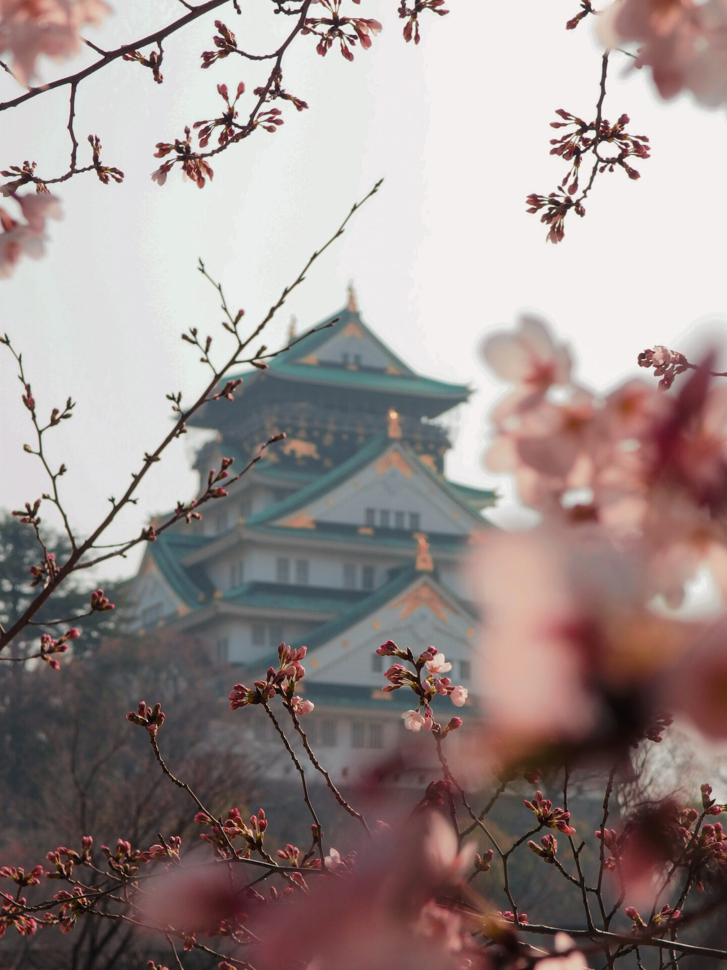 osaka-castle-through-cherry-blossoms