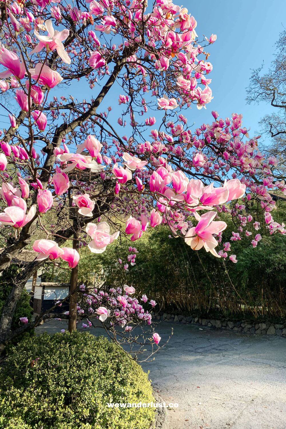 magnolia tree at hakone estate and gardens in saratoga ca