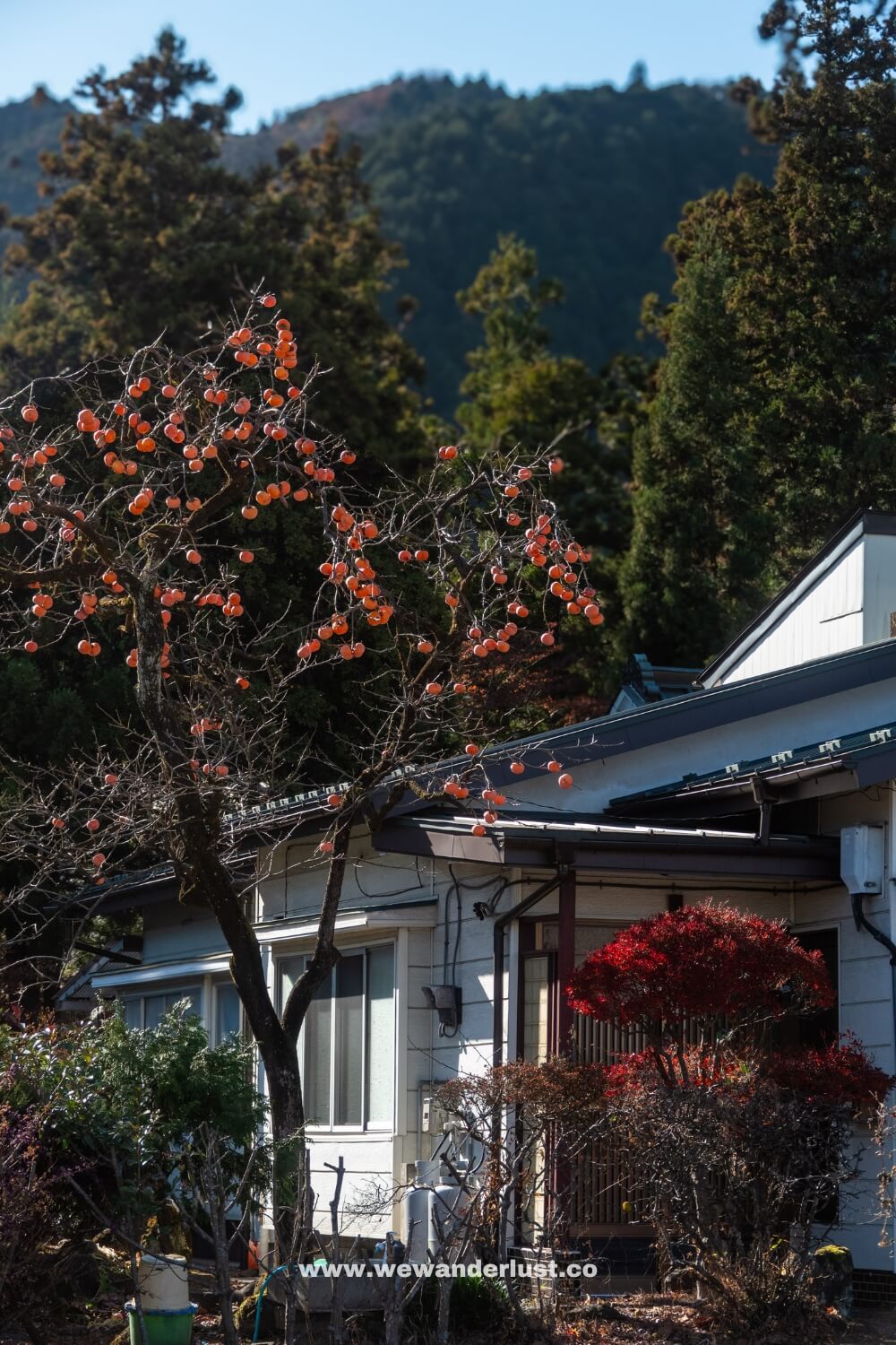 Persimmon tree in front of a house in nikko japan