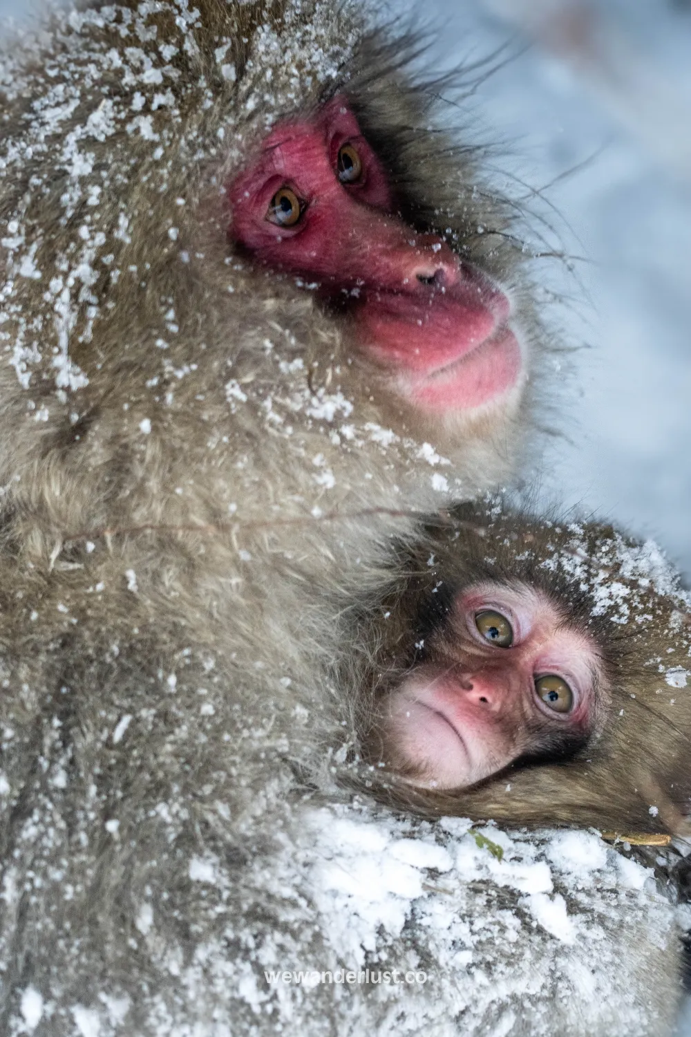 hot spring monkeys in japan	