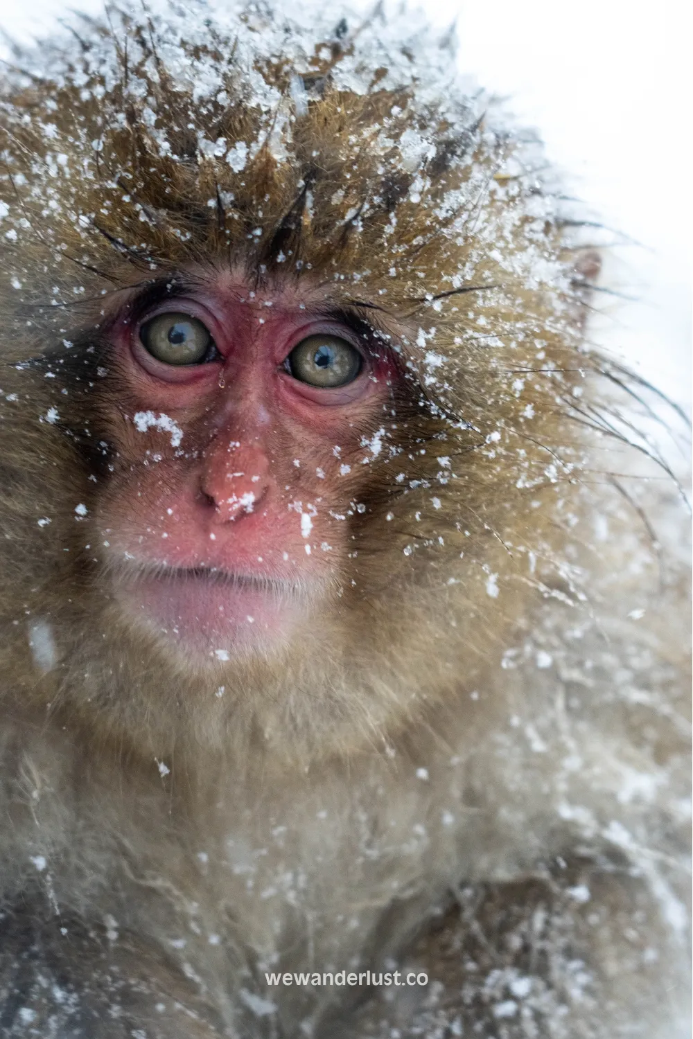 japan hot springs monkey