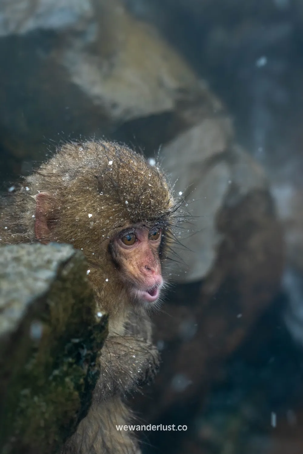 japan monkeys snow