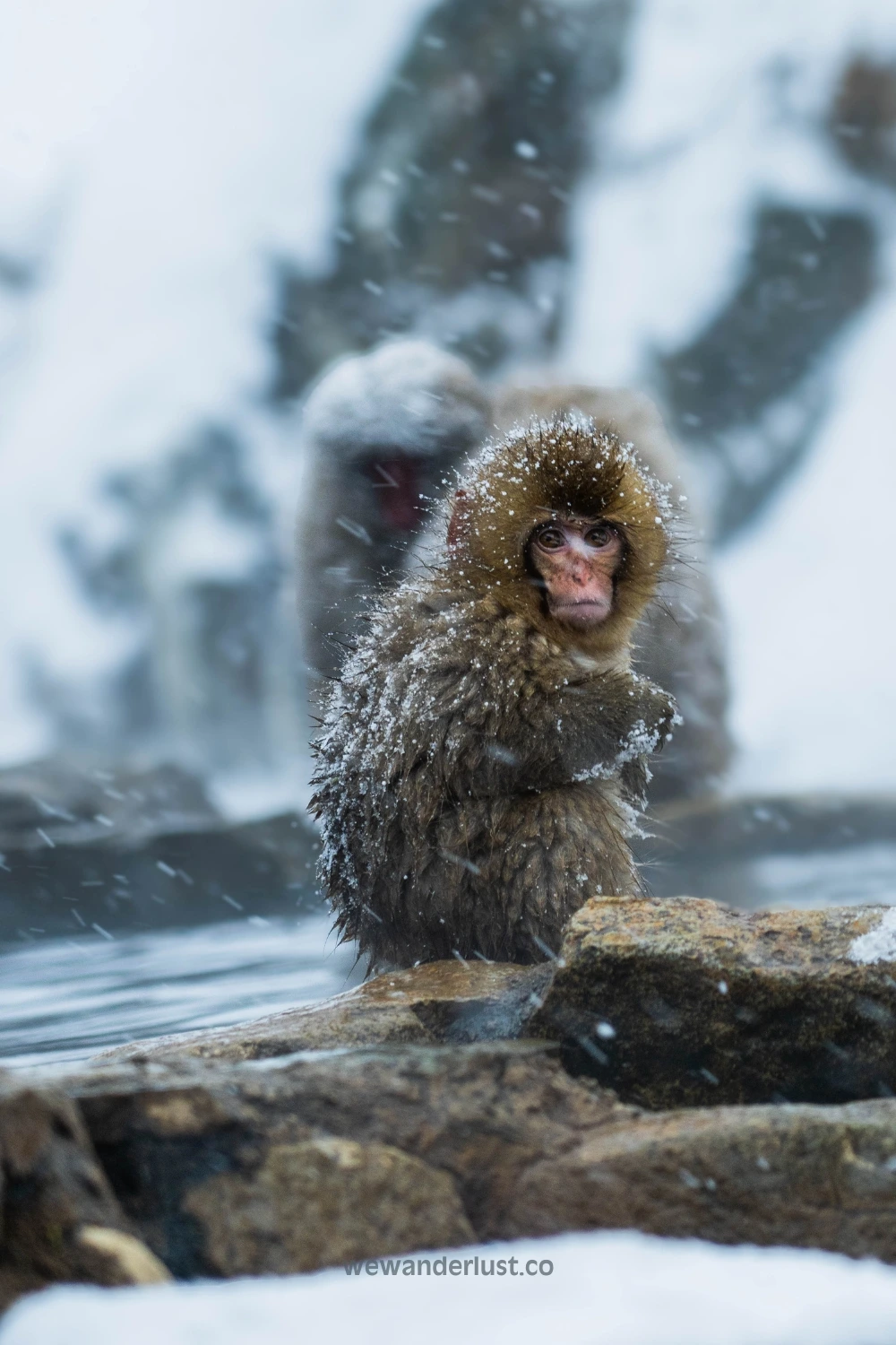 jigokudani monkey park japan