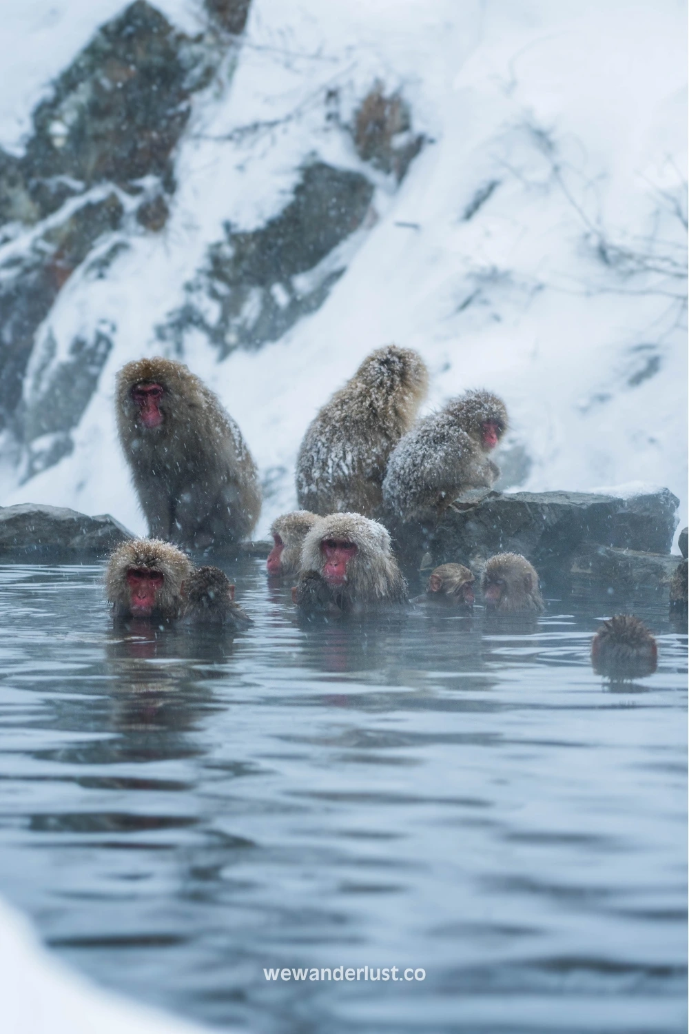 jigokudani monkey park in japan