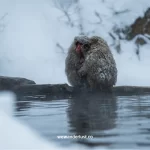 Snow Monkey Park in Japan: Unforgettable Hot Spring Oasis