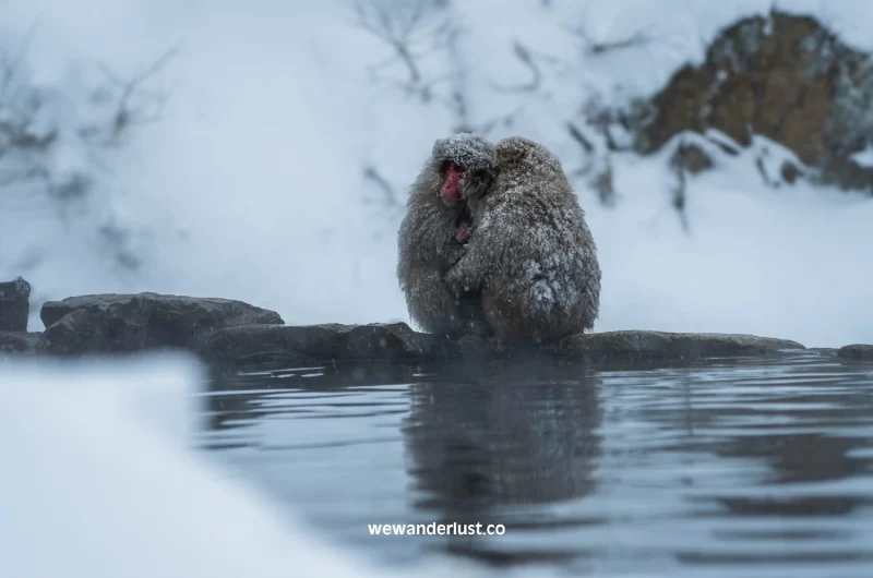 monkeys at snow monkey park japan