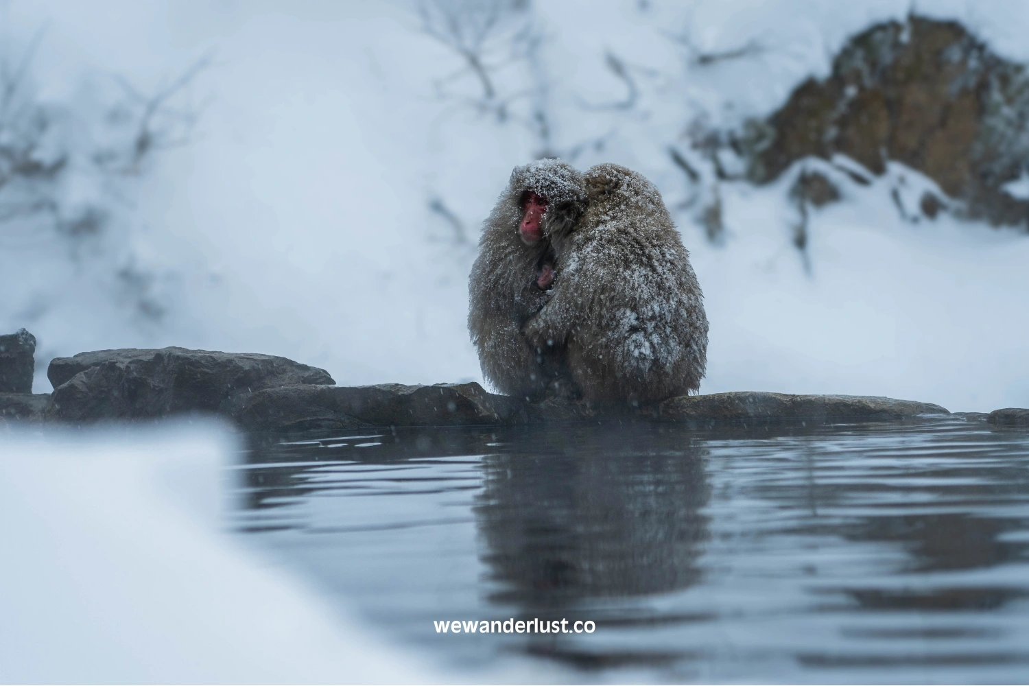 Snow Monkey Park in Japan: Unforgettable Hot Spring Oasis